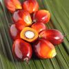 Palmkernöl raffiniert BIO