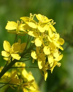 Rapsöl raffiniert Bio