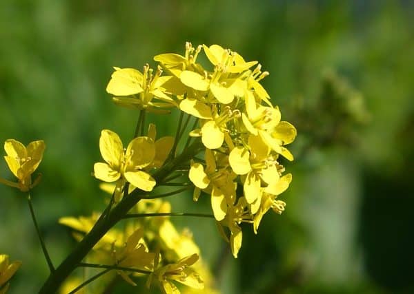 Rapsöl raffiniert Bio