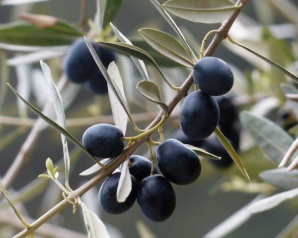 Olivenöl nativ extra Bio