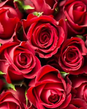 Parfümöl Rote Rosen