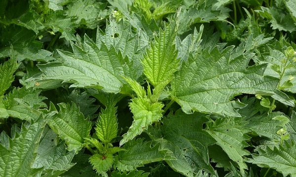 brennnesselblätter