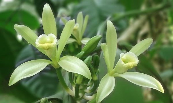 Parfümöl Vanilla white