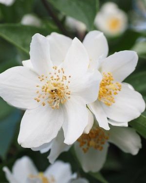 Parfümöl Jasmin