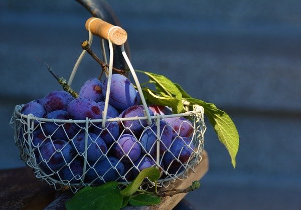 Parfümöl Pflaume & Maulbeere