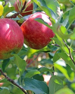 Parfümöl Apfel Rot