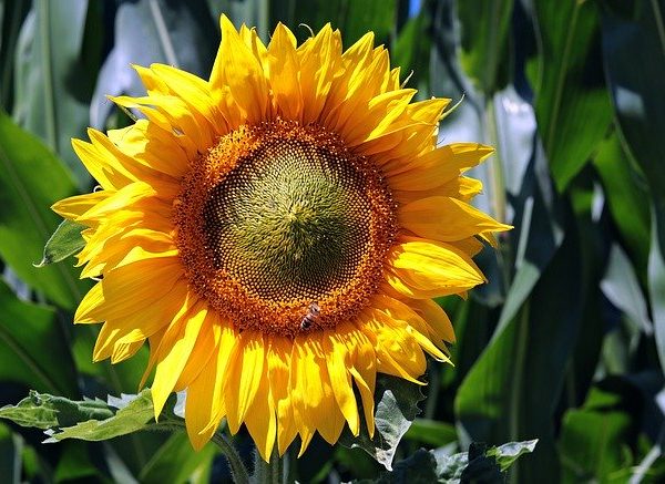 Sonnenblumenöl nativ BIO