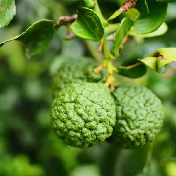 Parfümöl Bergamotte