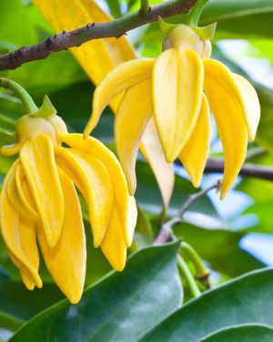 Ylang Ylang Parfümöl