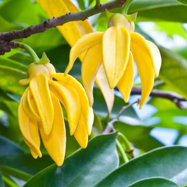 Ylang Ylang Parfümöl