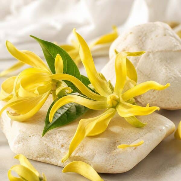 Parfümöl Ylang Ylang
